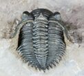 Cute, Metacanthina (Asteropyge) Trilobite - Lghaft #57668-7